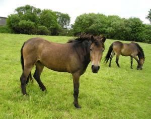 These two Exmoor Ponies came to stay and graze our field in 2013.