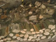 A stack of logs piled ready for the house