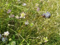 In Coleridge Cottage Garden