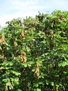 Squirrel damage, Spring 2015